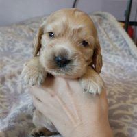 Cuccioli cocker con PEDIGREE