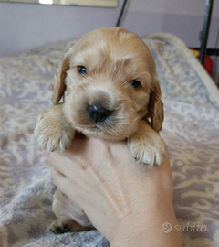 Cuccioli cocker con PEDIGREE