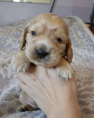 Cuccioli cocker con PEDIGREE