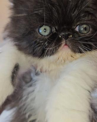 Gatto persiano gattina