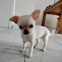 Chihuahua femmina di 2 mesi