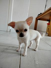 Chihuahua femmina di 2 mesi