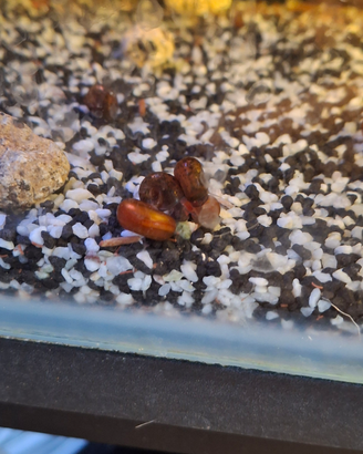 Lumaca red