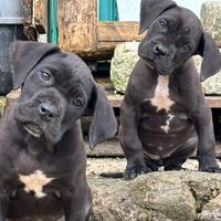 Cane corso