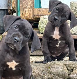 Cane corso