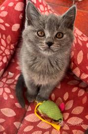 Cuccioli certosino con pedigree