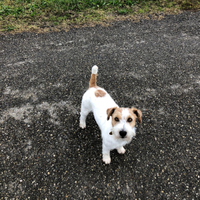 Cuccioli jack russell a pelo ruvido