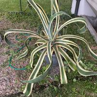 Agave Americana