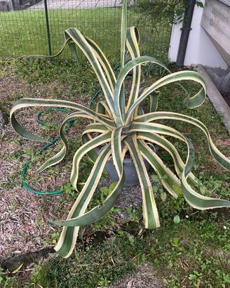 Agave Americana