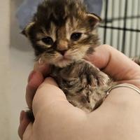 Maine coon femmine e maschi con pedigree