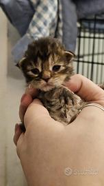 Maine coon femmine e maschi con pedigree