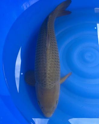 Koi chagoi 65 cm