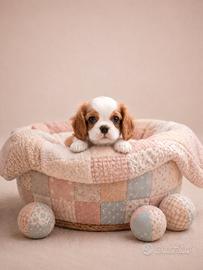 Cavalier king bianco/arancio disponibili subito