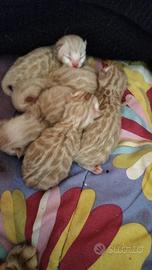Cuccioli Bengala Snow