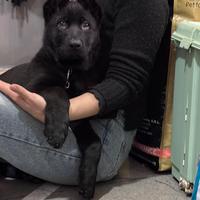 Cucciolo di Pastore Tedesco