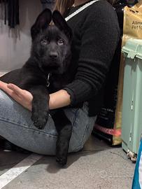 Cucciolo di Pastore Tedesco