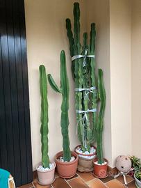 Cactus H180 Cm