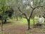 Immagine 12