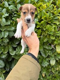 Cuccioli maschi di Jack Russell