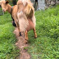 Capra malaguenas