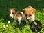 Immagine 4