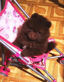 Volpino della Pomerania