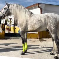 Cavallo Andaluso