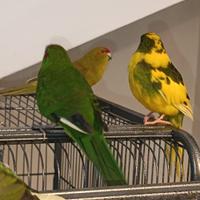 Kakariki non allevati a mano