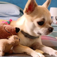 Chihuahua maschio con pedigree enci per monta