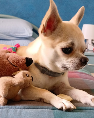 Chihuahua maschio con pedigree enci per monta