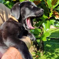 Cucciola di Labrador di razza con Pedigree
