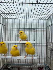 Canarini coppie giallo intenso