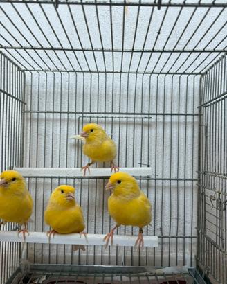 Canarini coppie giallo intenso