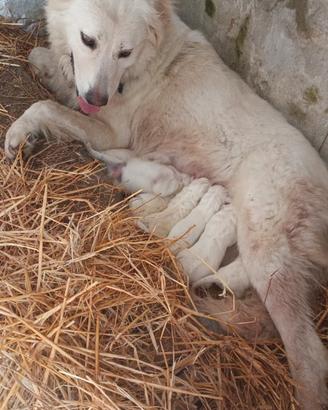 Cucciolata di maremmani
