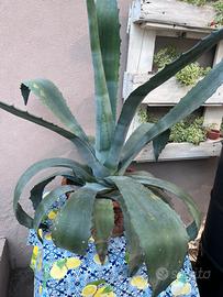 Pianta Agave