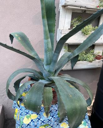 Pianta Agave