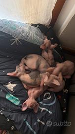 Cuccioli Sphynx
