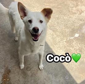 Lui è Cocò
