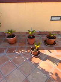 Cycas