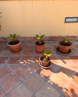 Cycas
