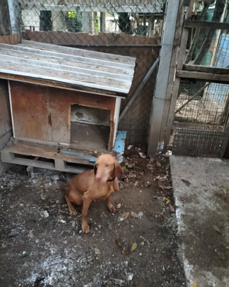 Reg.cane da tartufo