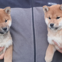 Shiba inu