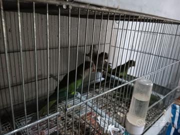 Parrochetti Monaci in blocco