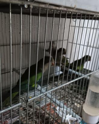 Parrochetti Monaci in blocco