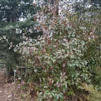 Piante da siepe Photinia Red Robin