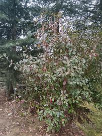 Piante da siepe Photinia Red Robin
