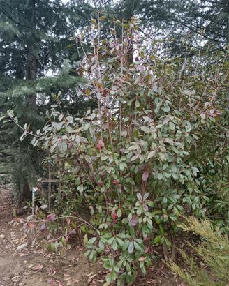 Piante da siepe Photinia Red Robin
