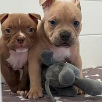 American bully cuccioli