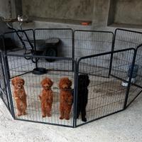 Barboncino toy/nano allevamento italiano