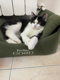 Gattina di 3 mesi mix certosino europeo